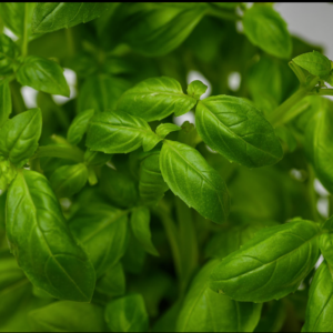 Semillas de Albahaca Lemon Citron