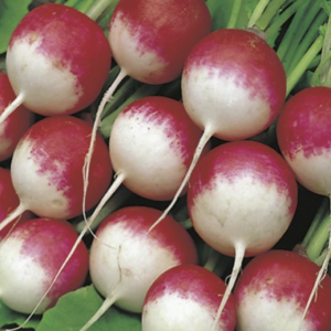 Semillas de Rabanito Redondo Rojo punta Blanca+