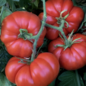 Semillas de Tomate Marmande